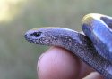 Slow Worm