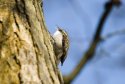 Treecreeper