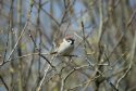 Tree Sparrow