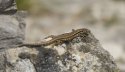 Wall Lizard