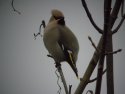 Waxwing