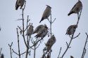 Waxwings