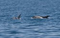 White Beaked Dolphin