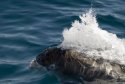 White Beaked Dolphin