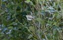 Western Bonelli's Warbler