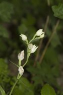 White Helleborine