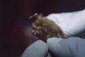 Whiskered Bat