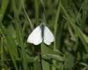 Green Veined White