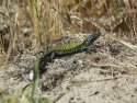 Wall Lizard