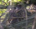 Woodcock