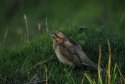 Wryneck