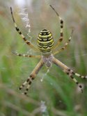 Wasp Spider