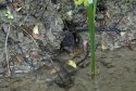 Water Shrew