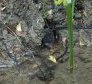 Water Shrew
