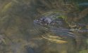 Water Shrew