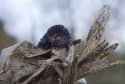 Water Shrew