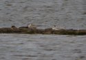 Whiskered Tern