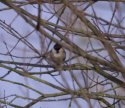 Willow Tit