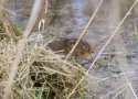 Water Vole