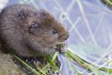 Water Vole