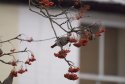 Waxwing