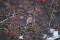 Waxwing