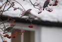 Waxwing