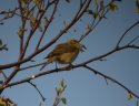 Willow Warbler