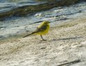 Yellow Wagtail