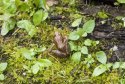 Agile Frog