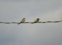 Bee eaters