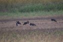 Black Storks
