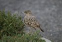 Crested Lark