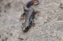 Danube Crested Newt