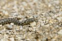 Dice Snake