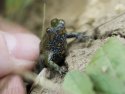 Fire Bellied Toad