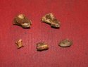 Small Mammal Fossils