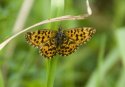 Weaver's Fritilary