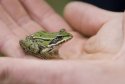 Pool Frog