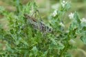 Grasshopper