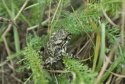 Green Toad