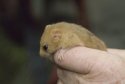 Hazel Dormouse