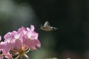 Hummingbird Hawkmoth