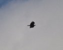 Imperial Eagle