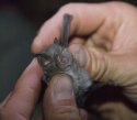 Lesser Horseshoe Bat