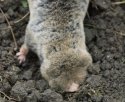 Lesser Mole Rat