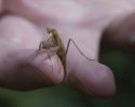 Praying Mantis