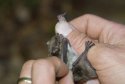Pond Bat