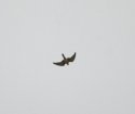 Saker Falcon