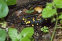 Fire Salamander